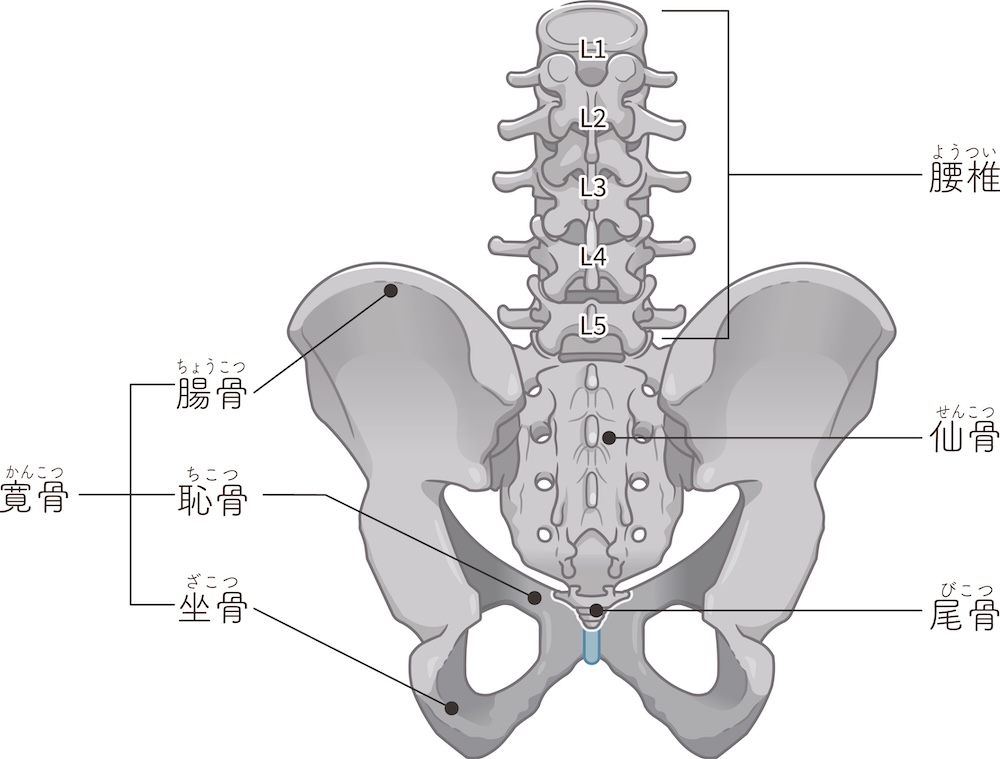 腰椎、骨盤の解剖図